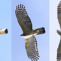 Three Bazas flying low at a time<br />Canon EOS 7D + EF400 F5.6L
